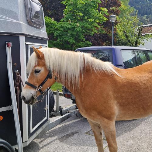 Biologiereferat 1b 2024