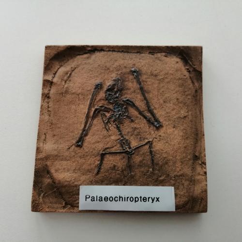 Vortrag Fledermaus 1ab 2024