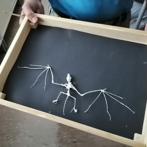 Vortrag Fledermaus 1ab 2024