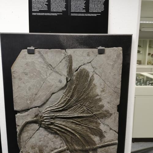 Seelilie, 3ab, 2024/25