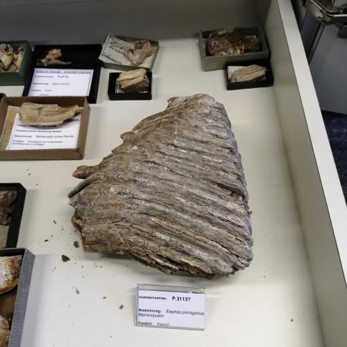 Mammutzahn, 3ab, 2024/25