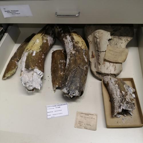 Stoßzähne Mammut, 3ab, 2024/25