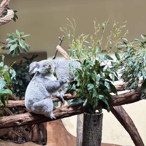 Tiergarten Schönbrunn