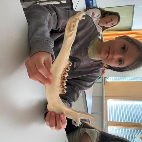 Besuch der Jäger 1ab 2024/25