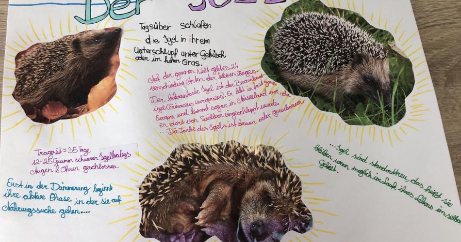 Insektenfresser