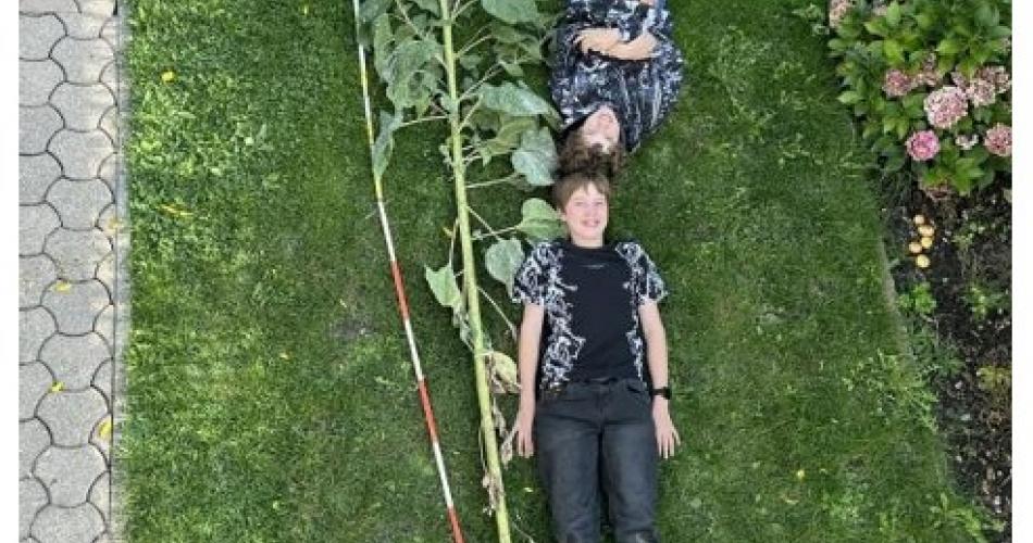 Sonnenblumenwettbewerb 2025_26